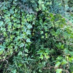 へデラ　ワイヤープランツ　地植えの画像