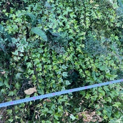 へデラ　ワイヤープランツ　地植えの画像