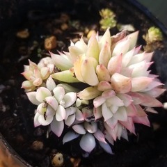 多肉植物　10　ポットごとの画像