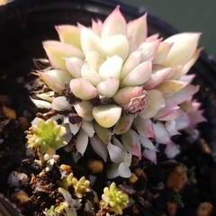 多肉植物　10　ポットごとの画像