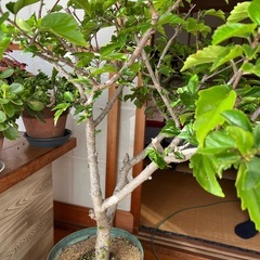 ハイビスカス   大苗の画像