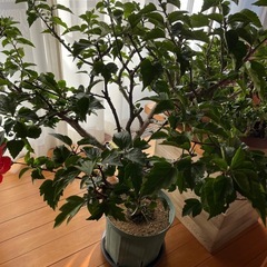 ハイビスカス   大苗の画像