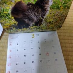 2026　カレンダー　猫の画像