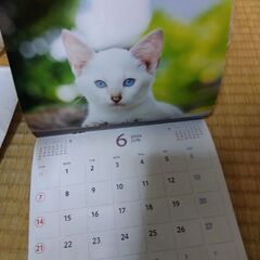 2026　カレンダー　猫の画像