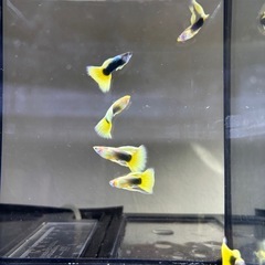グッピー　上物　Taxi リボン！✨　トリオ(リボンペア＋ノーマルオス) 4枚目5枚目親魚です！の画像