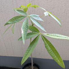 観葉植物 パキラ 実生 55cmの画像
