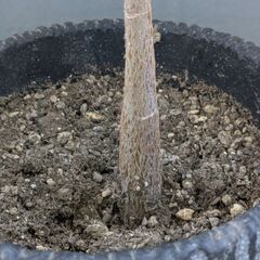 観葉植物 パキラ 実生 55cmの画像