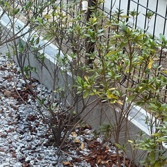 皐月の樹木差し上げますの画像