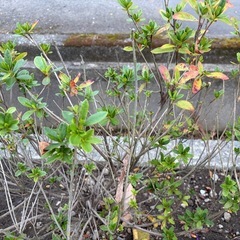 皐月の樹木差し上げますの画像