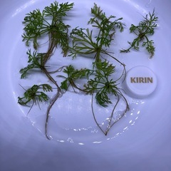 アメリカンウォータースプライトの画像