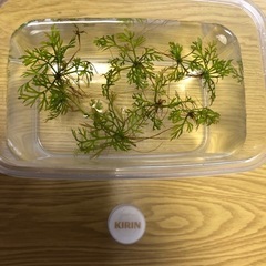 アメリカンウォータースプライトの画像