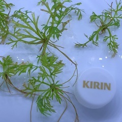 アメリカンウォータースプライトの画像