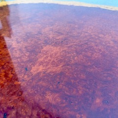 ◯花梨 一枚板 座卓 無垢 玉杢 葡萄杢 瘤杢 座敷机 高級銘木 輪切り カリン ローテーブル 155×97cm■ジモティ姫路の画像