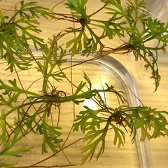 アメリカンウォータースプライトの画像