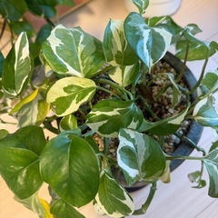 観葉植物ポトスの画像