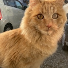 3匹里親募集中です！気軽にお問い合わせください！