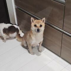 人 懐っこいけど、ちょっと臆病なとこがある女の子( ơ ᴗ…