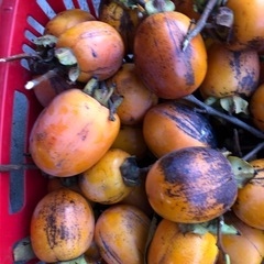 干し柿用の渋柿‼️自家製で❣️3つ￥100円⭕️の画像