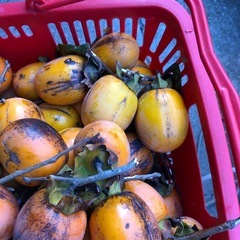 干し柿用の渋柿‼️自家製で❣️3つ￥100円⭕️の画像