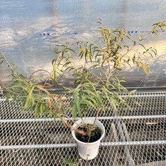 常緑樹5種セット　ユーカリ、アカシア、ティーツリー、アゴニスの画像