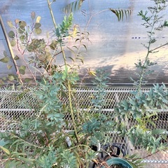 常緑樹5種セット　ユーカリ、アカシア、ティーツリー、アゴニスの画像