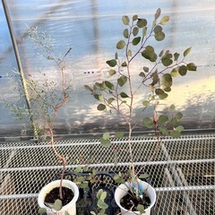 常緑樹5種セット　ユーカリ、アカシア、ティーツリー、アゴニスの画像