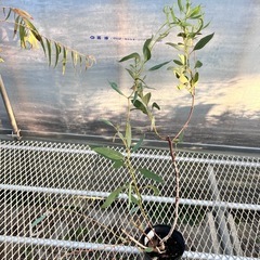 常緑樹5種セット　ユーカリ、アカシア、ティーツリー、アゴニスの画像