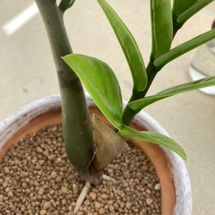 🌱ザミオクルカス　金銭樹の画像