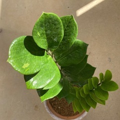 🌱ザミオクルカス　金銭樹の画像