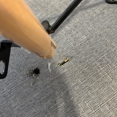 北欧風ダイニングチェアの画像