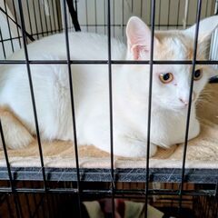 春に産まれた子猫です。保護して家の中で人馴れさせていました。現在...