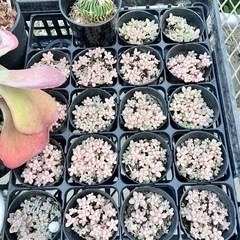 取り引き中多肉植物、サボテンセットの画像