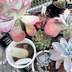 取り引き中多肉植物、サボテンセットの画像