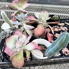 取り引き中多肉植物、サボテンセットの画像