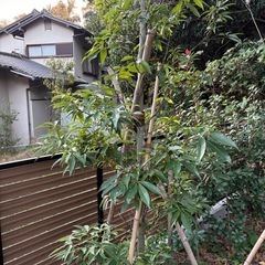 シラカシの木を差し上げますの画像