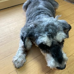 一旦停止させて頂きます　シュナイザーメス3歳