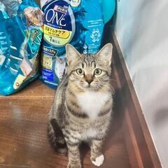 危険地域で緊急保護!!キジトラの女の子。人馴れ進行中でトイ…