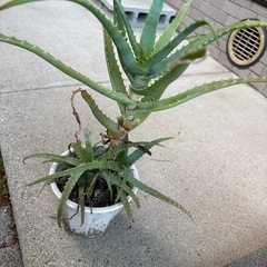 アロエ鉢の画像
