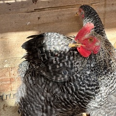 生後6ヶ月　岡崎おうはんオス1羽