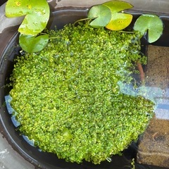 水作水槽　Sセットの画像