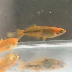 【メダカ】【めだか】ヒレ長・スワロー光体型　ミックスの画像
