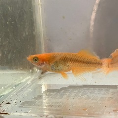 【メダカ】【めだか】ヒレ長・スワロー光体型　ミックスの画像