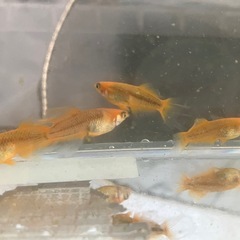 【メダカ】【めだか】ヒレ長・スワロー光体型　ミックスの画像