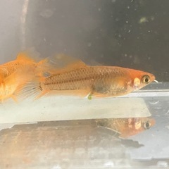 【メダカ】【めだか】ヒレ長・スワロー光体型　ミックスの画像