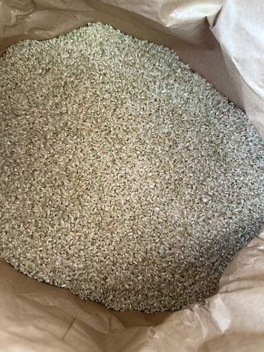 令和7年度産　きぬむすめ　玄米30kg
