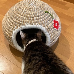 猫ちぐらの画像