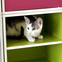 ビビりだけど優しい美猫