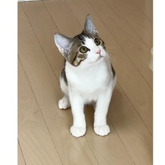 ゴロゴロの甘えんボーイ