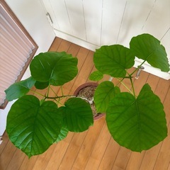 ウンベラー72cm 幹太 二股 観葉植物の画像