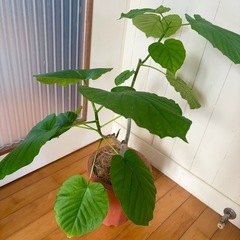 ウンベラー72cm 幹太 二股 観葉植物の画像